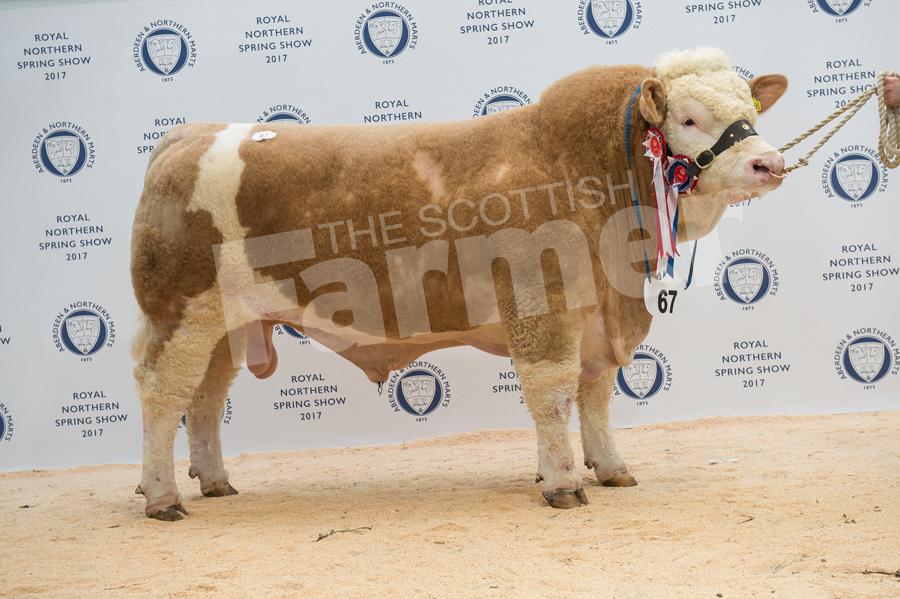 Simmental Champion Corskie Glow from Ian Green sold for 5500gns. Ref: RH13171007