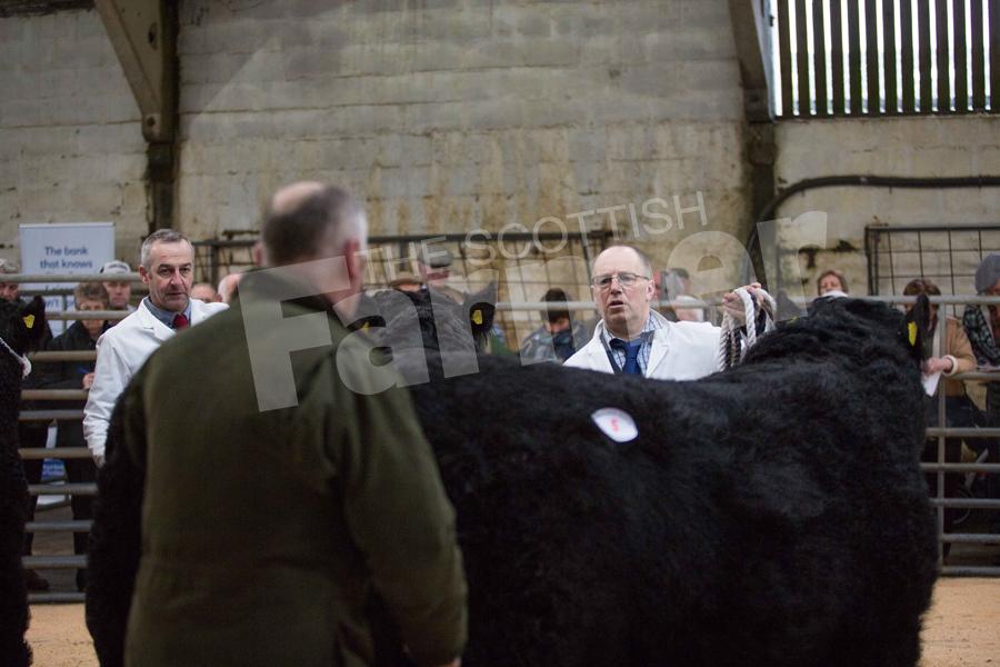 All eyes on the judge Robert Marshall as he inspects the line up of bulls. Ref: EC170217950