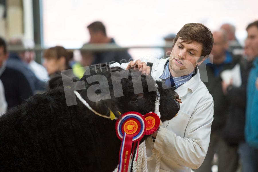 Iain giving his Overall champion a face scratch. Ref: EC170217963
