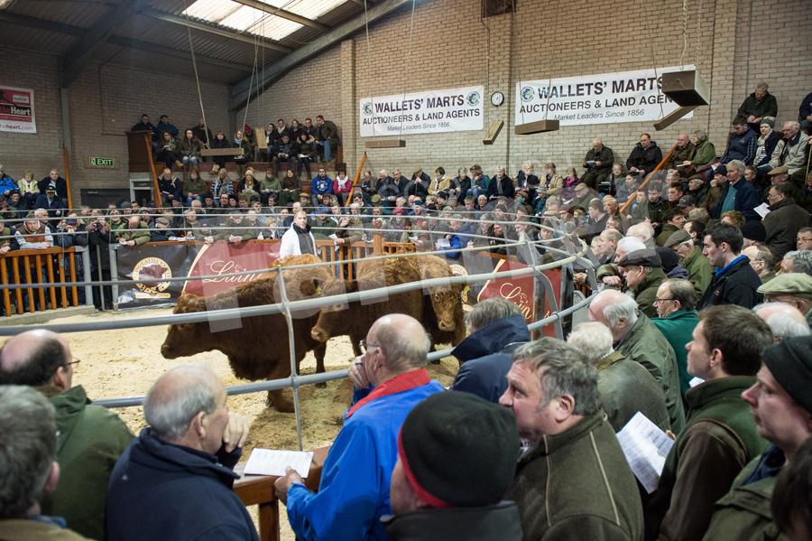 Wallet Mart at Castle Douglas was jam packed for the sale of Luing cattle last week. Ref: RH10217491