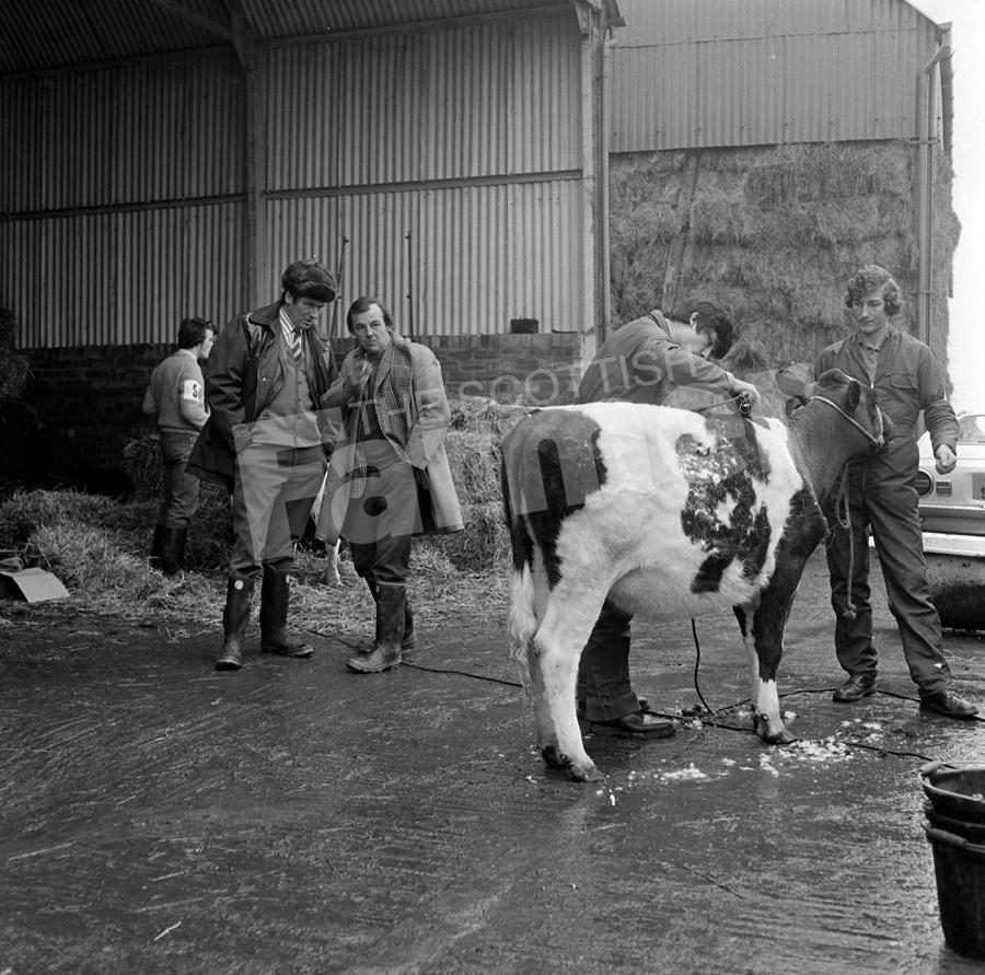 YF Cattle Dressing Championship, 19/12/75.