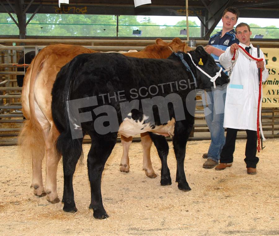 James Nisbet's Champion and Reserve at the Ayr rally, Champion Oor Wee Bella in front and Reserve Valerie behind, lead by Andrew Ireland.