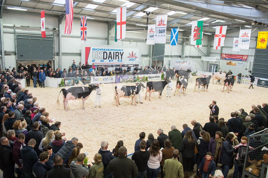 Show ring was full of spectators for the judging of the Holstein classes at Dairy Expo. Ref: RH113171154