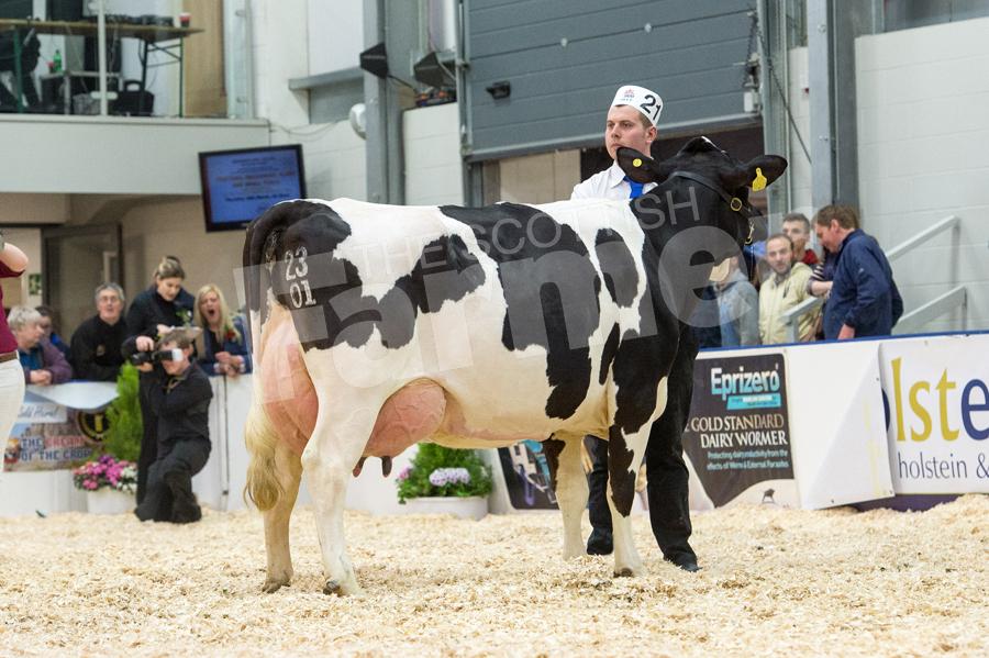 British Friesian champion was Oakalby Hilton S Ruth from ES Burroughs and Sons. Ref: RH113171189