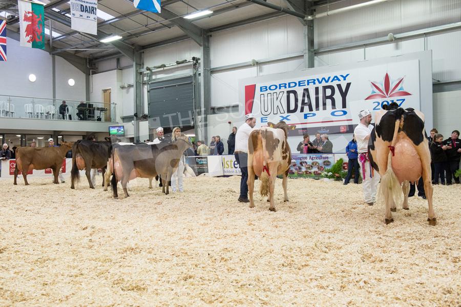 Breed Champion in the final line up at Dairy Expo. Ref: RH113171190