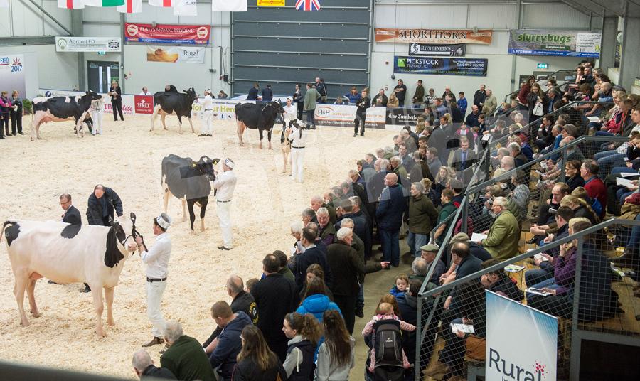 Show ring was full of spectators for the judging of the Holstein classes at Dairy Expo. Ref: RH113171155.