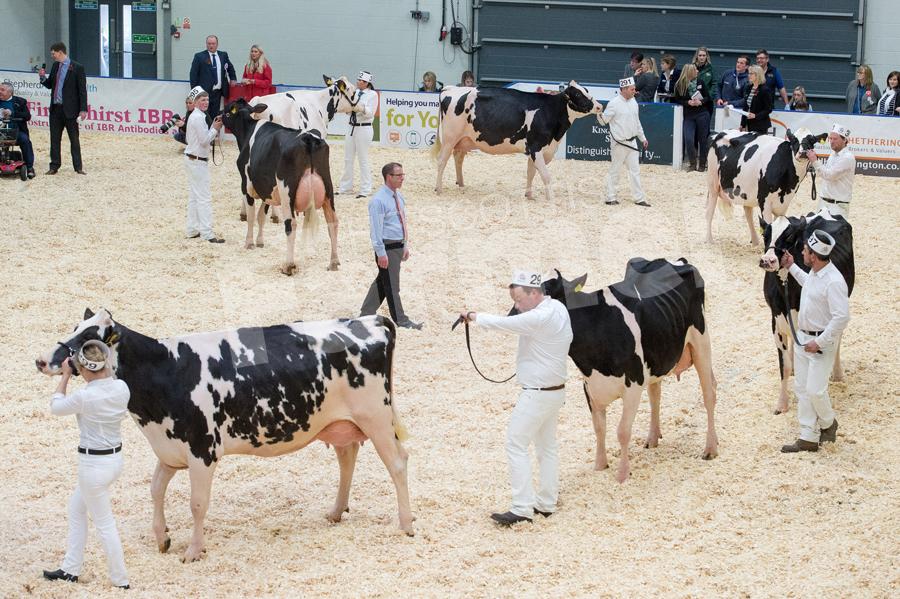 Roger Turner busy working his way through the Holstein classes at Borderway Expo. Ref: RH113171168.