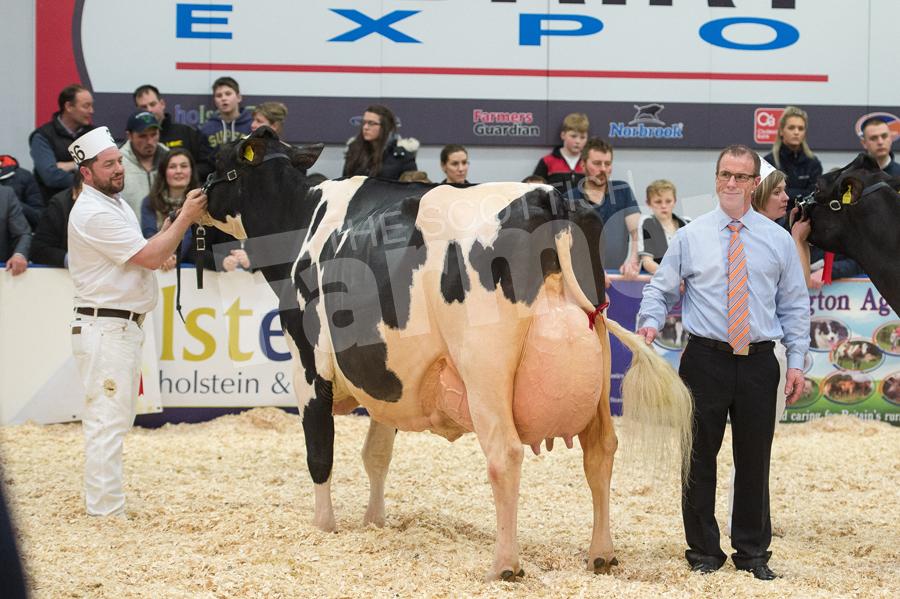 Holstein Judge Roger Turner standing with his champion Peak Goldwyn Rhapsody lead by Steve McLoughlin. Ref: RH113171183
