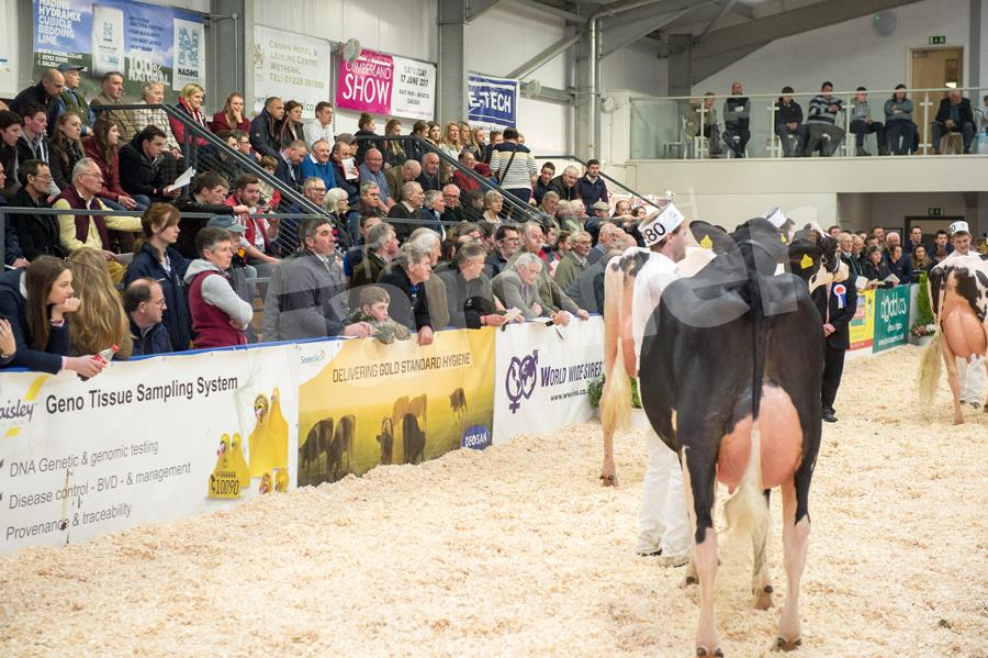 Show ring was full of spectators for the judging of the Holstein classes at Dairy Expo. Ref: RH113171156.