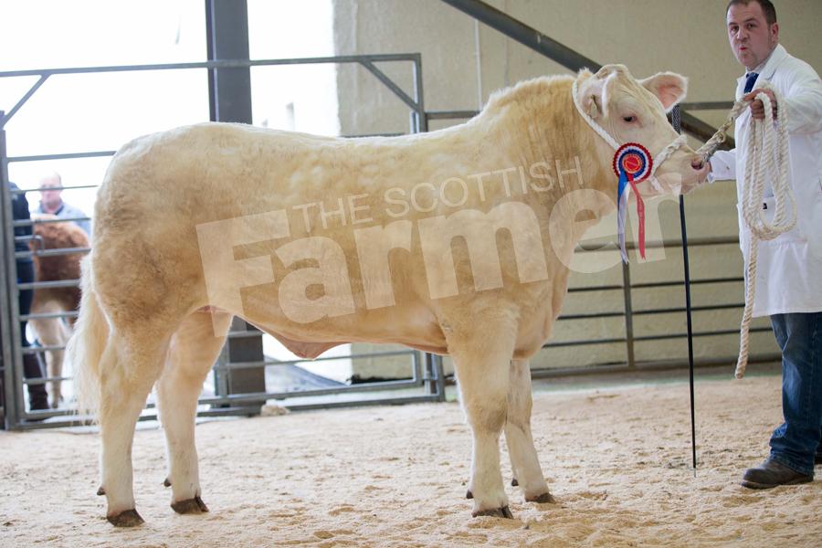 Taking champion charolais was the heifer from R McNeil who went onto sell to J Gilvear and Sons for £1200. Ref: EC1103171070