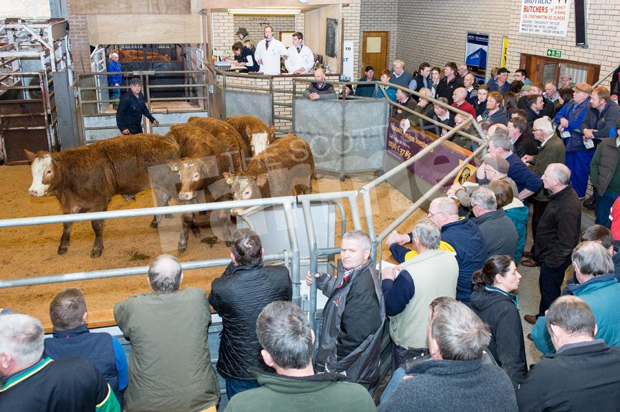 Good turn out of spectators and buyers for the First Spring Show & Sale of Store Cattle and Young Farmers Over Wintered Cattle at Forfar mart. Ref:RH14170045