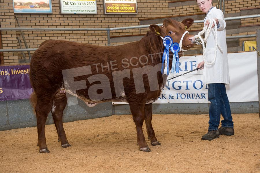 Forfar Overwintering Calf Competition