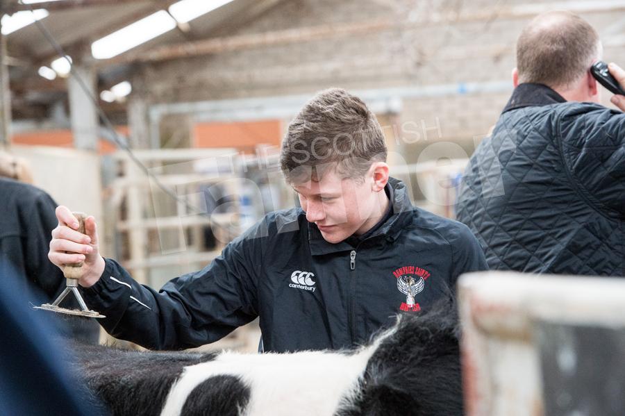 Gregor Hiddleston making final prep to his Young Farmers calf before the sale Ref: RH34170050