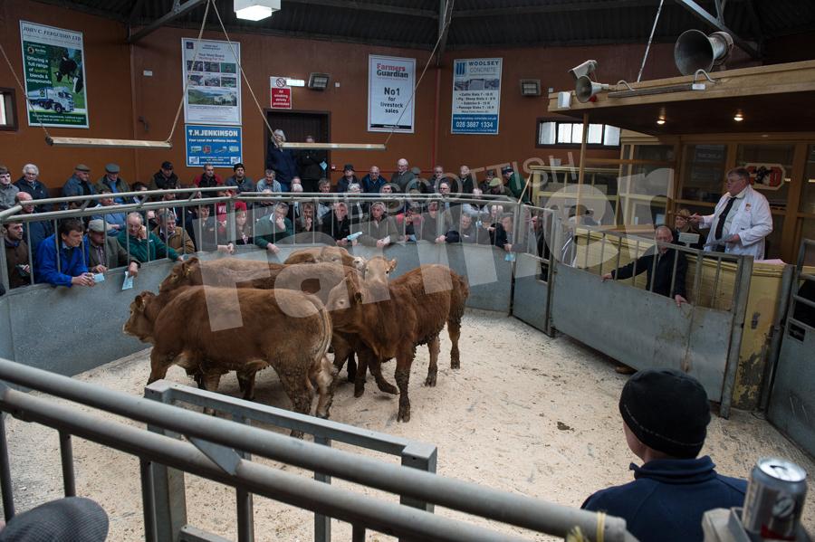 Dumfries mart saw a  busy ringside of spectators and buyers for there store sale. Ref:RH34170064