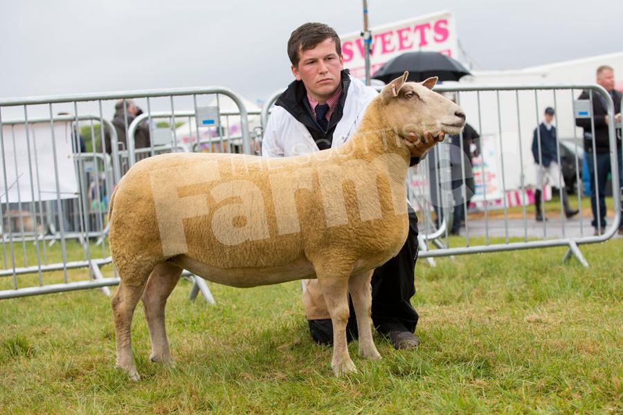 Charollais champion went to BG Radley, winning his first red, white and blue sash in 10 years exhibiting here, with a gimmer. Ref: EC1305171290.