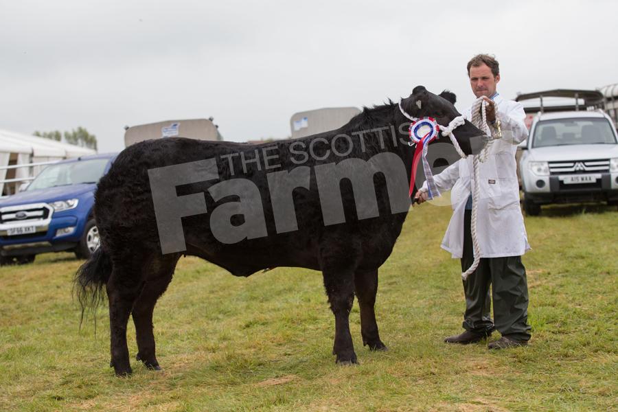 J Nisbet, Sorn Mains, Sorn, with Mercedes, topped the commercial cattle section, the 14-month-old Limousin cross heifer was bought at the Welsh Winter Fair. Ref: EC1305171302.