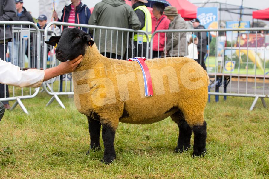 Suffolk Champion went to W Borthwick, with the Beith and Neilston champion, a home-bred gimmer by Pexhill Real Lucky. Ref: EC1305171291.