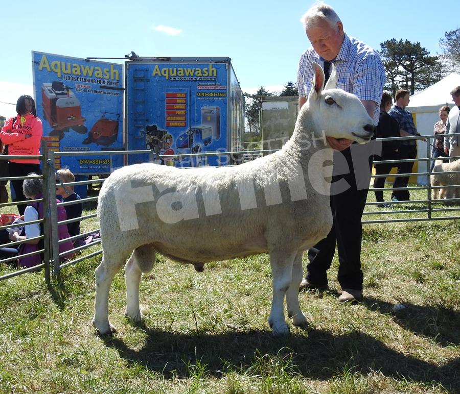 D Whyte, Whiteleegate, Newton Mearns, secured champion Border Leicester with  Eildon Tosh, a three-shear tup which was male champion at the Highland last year. Ref: EC0605171281.