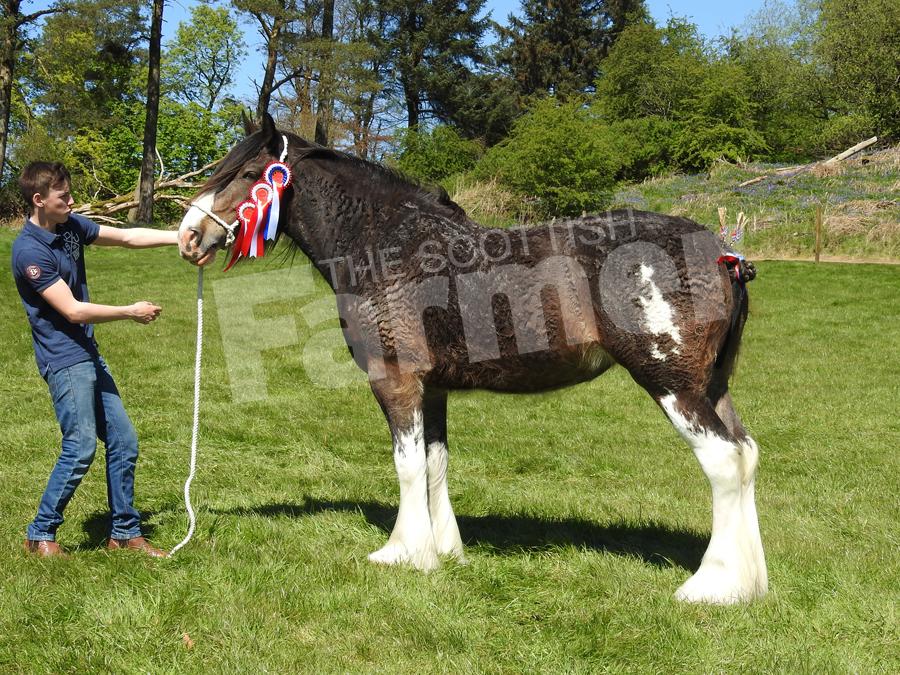 Jim Rochead, went clydesdale champion with Malcolmwood Lady Muck, a three-year-old filly by Carnaff Ambassador. Ref: EC0605171282.