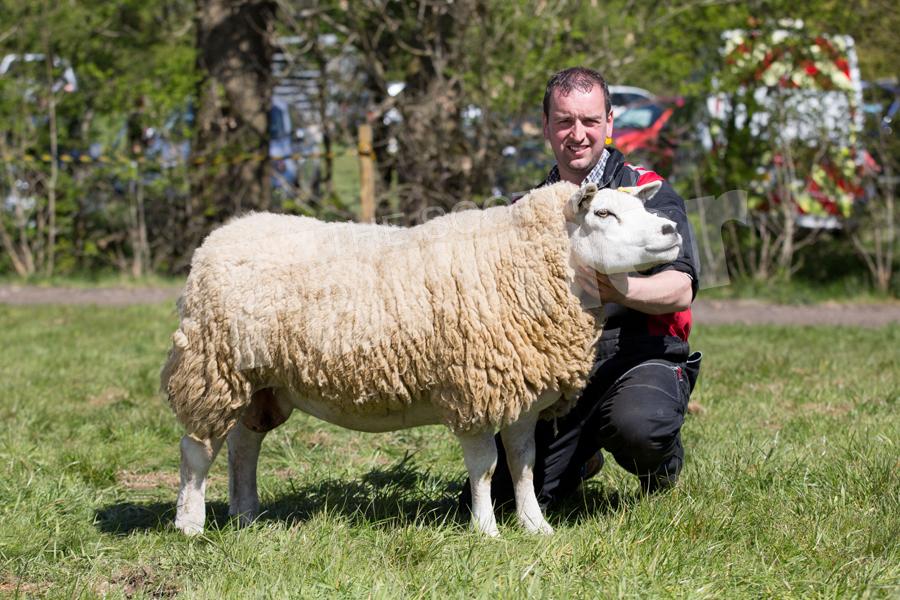 Taking Champion Texel and overall sheep in her showing debut was D Parker and Miss J MacKay's, one-crop ewe by Aman Vyrnwy which had been bought at the LioveScot Laides sale last November, from the Milnbank flock. Ref: EC0605171278.