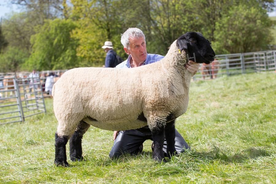 W Borthwick, Auchenraith, Fenwick, with the supreme sheep and reserve champion of champions from Beith, went Neilston Suffolk champion with the gimmer by Pexhill Real Lucky. Ref: EC0605171266.