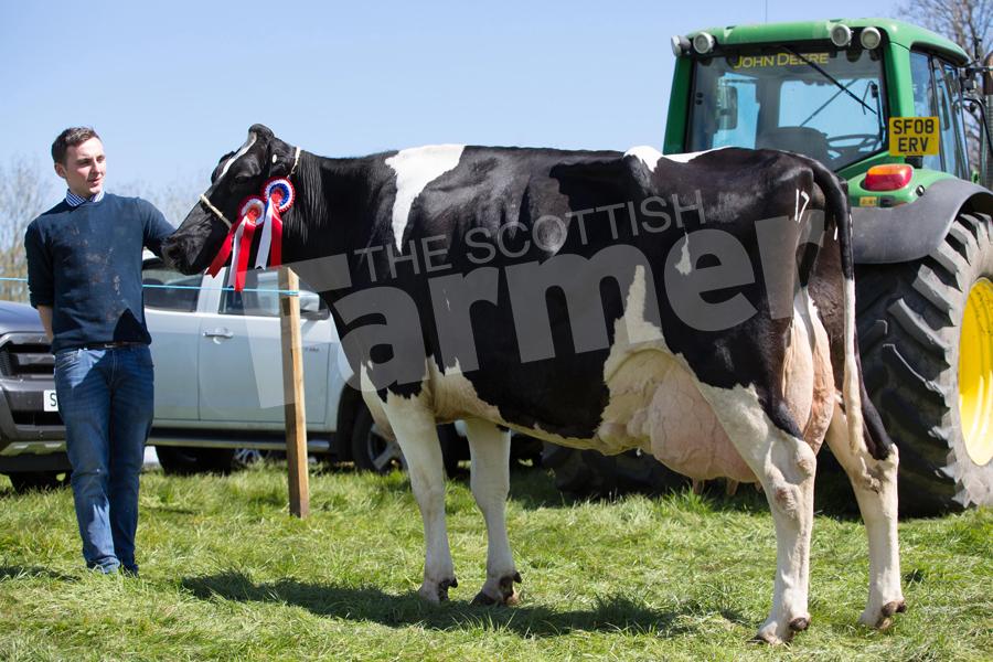 K Scott, Kilburn, Neilston, went champion with an un-registered seven-year-old fifth calver, by Dean in the Holstein section. Ref: EC0605171267.