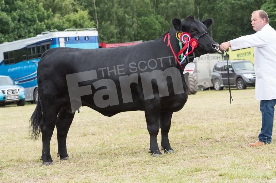 The four-year-old cow, Blelack Toplass took the Supreme cattle and overall champion of champions for Stuart Raeburn. Ref: RH17617346