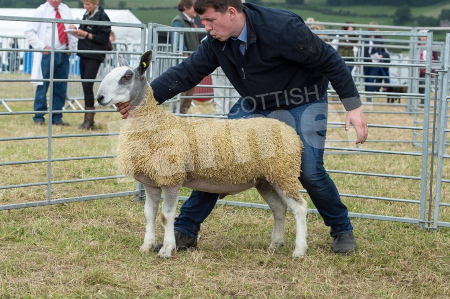 The Bluefaced Leicester champion  went to the tup lamb from A and J Adam. Ref: RH17617350