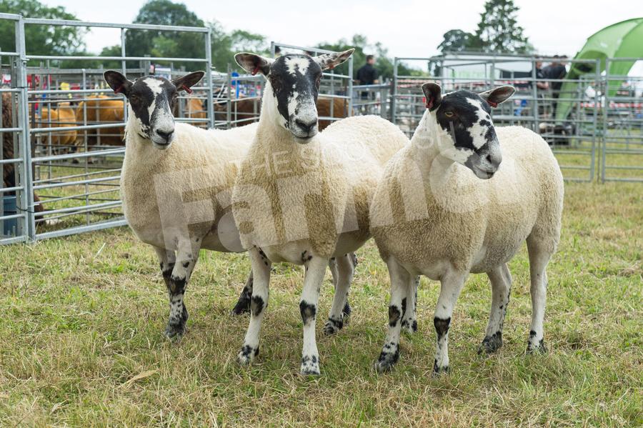 Cross sheep title went to David Black for three Mule Gimmers. Ref:RH17617351