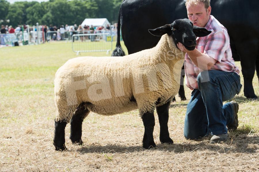 Taking the inter-breed sheep title was the Suffolk gimmer from Gordon Mackie. Ref: RH17617365