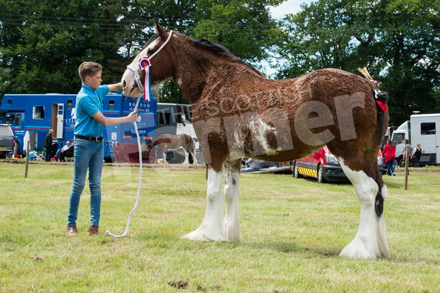 Macfin Ruby from Scott Greenhill was the Clydesdale champion. Ref: RH1717069
