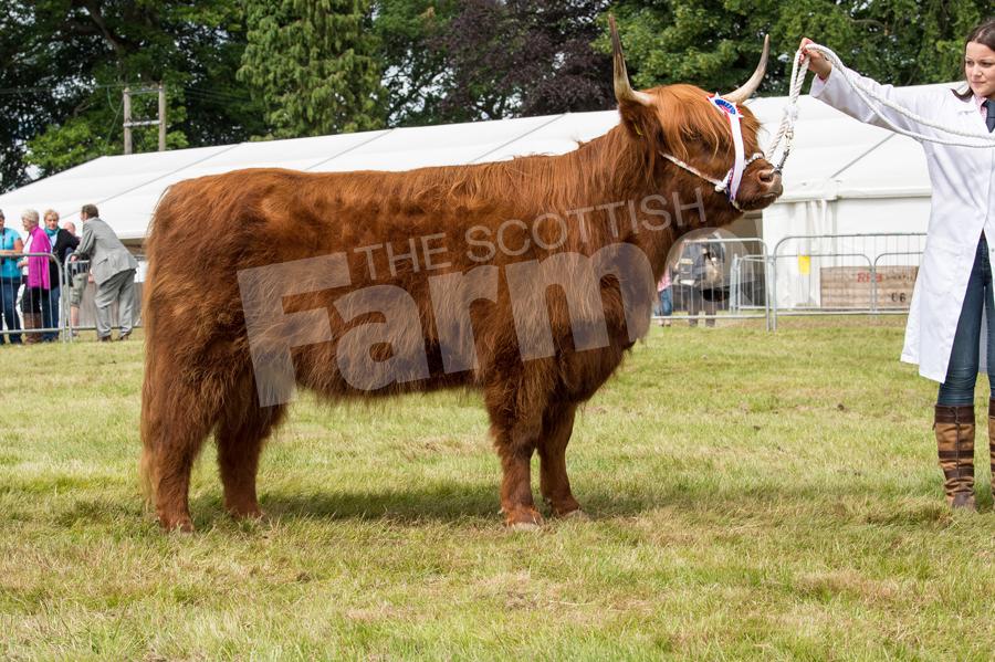 The three year old heifer Jenny of Mottistone  from Louise Fortheringham took the Highland Cattle championship. Ref: RH1717060