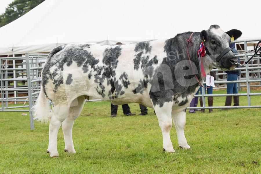 Champion British Blue was the  heifer from A and CS Comrie. Ref: RH22717486