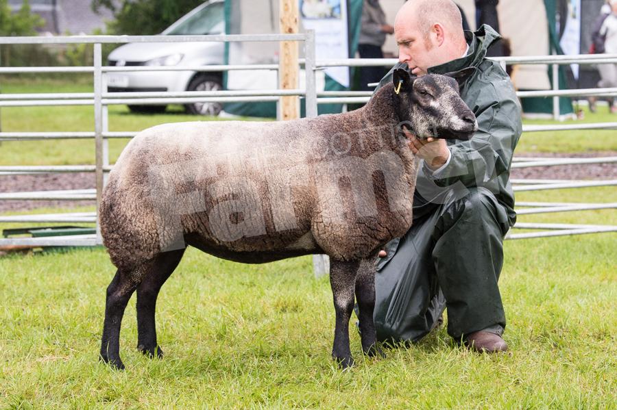Any other breed champion was the Bleu Texel from S and C Rae. Ref: RH22717473