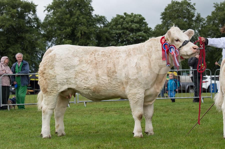Charolais and inter-breed cattle champion from A and JJ Forrest. Ref: RH22717482