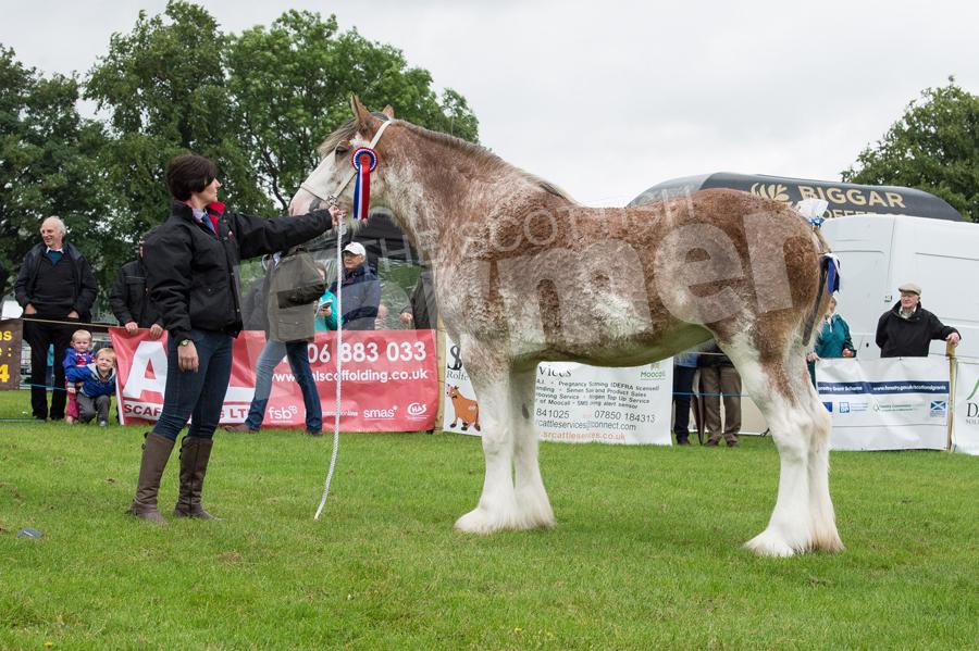 Rosegift Goldenrose took the Clydesdale champion for the Youngs. Ref:RH22717491