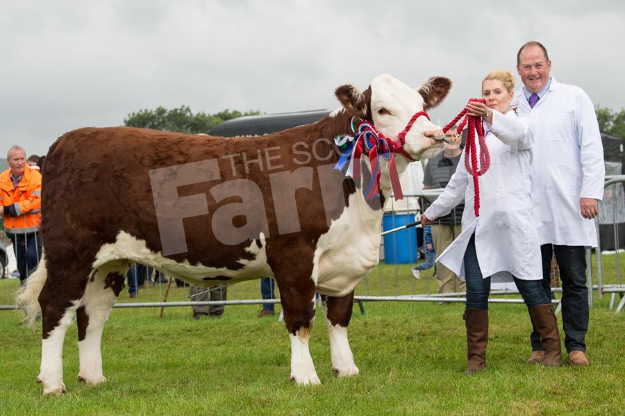 The  Hereford Scottish National Show champion was from T and D Harrison. Ref: RH22717480