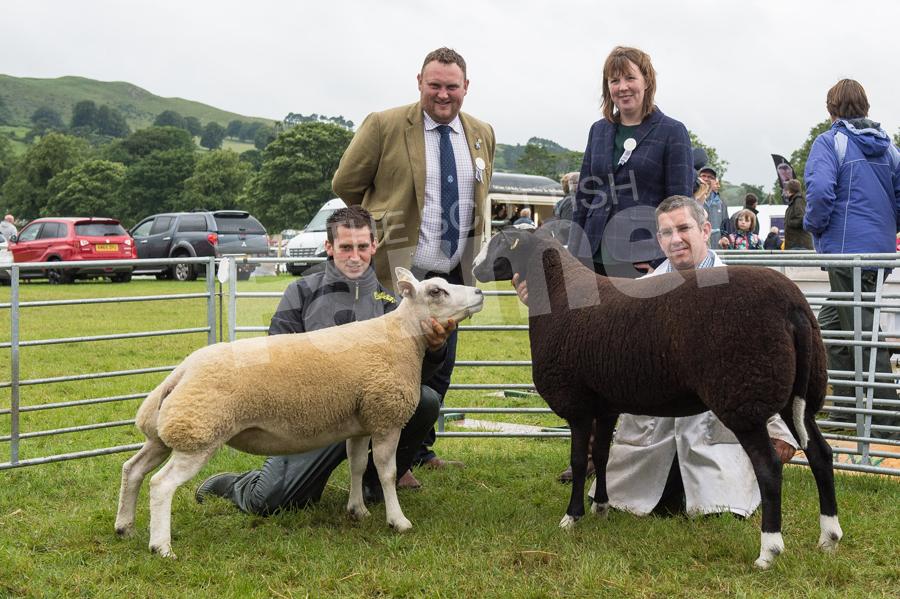 Ross and Kirsty Williams made the journey south to judge the Beltex and Zwartable classes at Biggar show. Ref: RH22717476