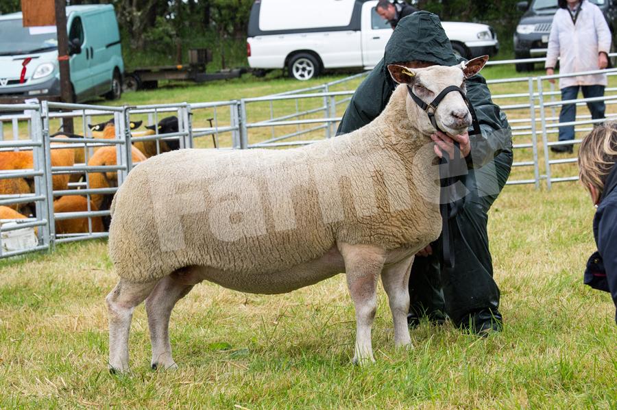 Two-crop ewe  from Yvonne Spence took the Continental sheep title. Ref: RH15717393