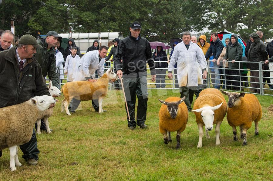 Jumping for joy, the North Country Cheviot shearling ram from James MackayÕs   could not contain his excitement as judge Roderick Runciman goes to  taps him out as inter-breed sheep champion at Caithness show. Ref: RH15717408