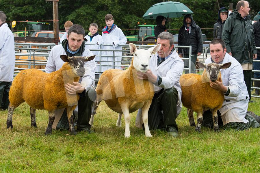 Two-crop Texel cross ewe  with her Suffolk cross lambs  took the Commercial sheep title for W Barnetson and Sons. Ref: RH15717409