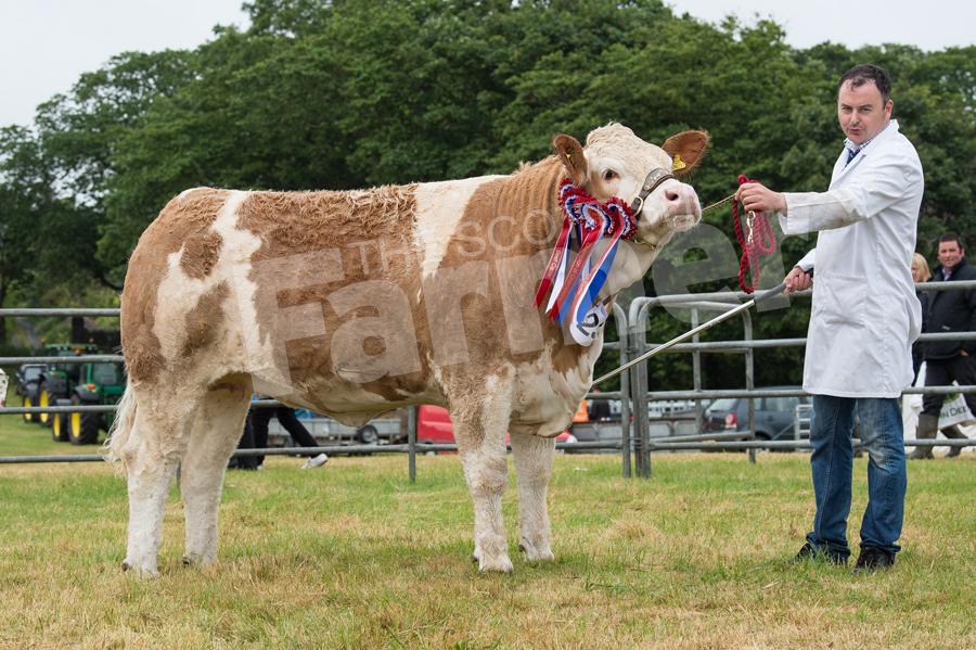 Simmental Mavesey Golden Pride from Jenson Gunn stood cattle and champion of champions. Ref: RH15717416