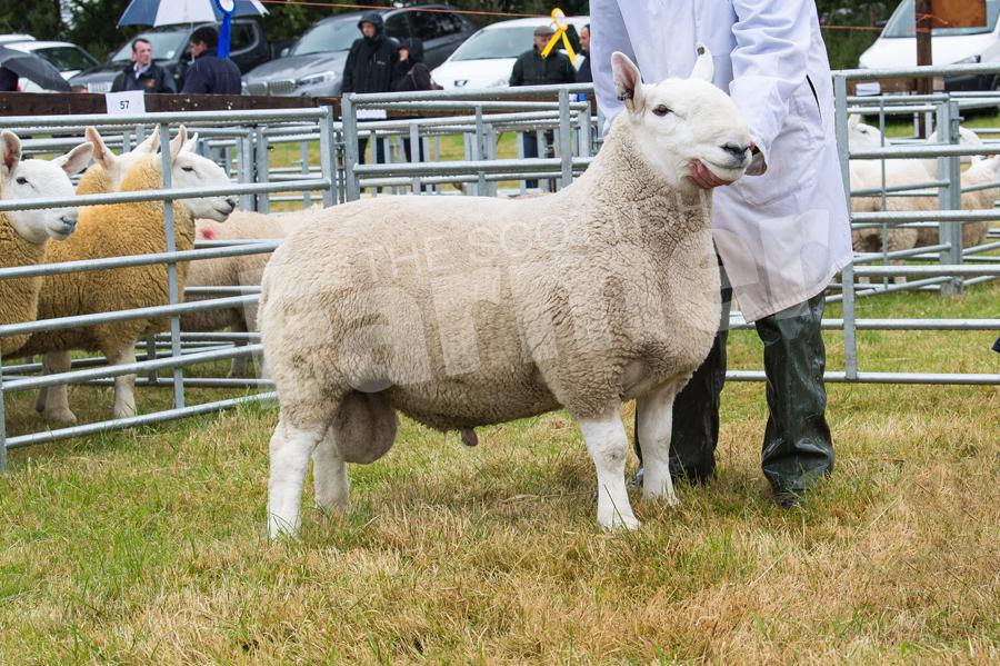 Supreme sheep was the  North Country Cheviot shearling tup  from James Mackay. Ref: RH15717387
