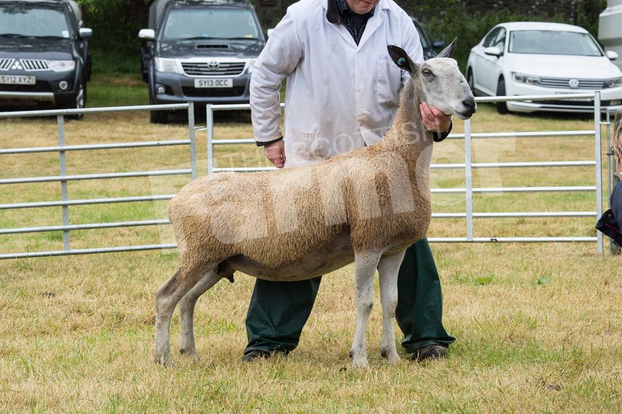 Native champion was the Bluefaced Leicester ewe from DA and K Douglas. Ref: RH15717410
