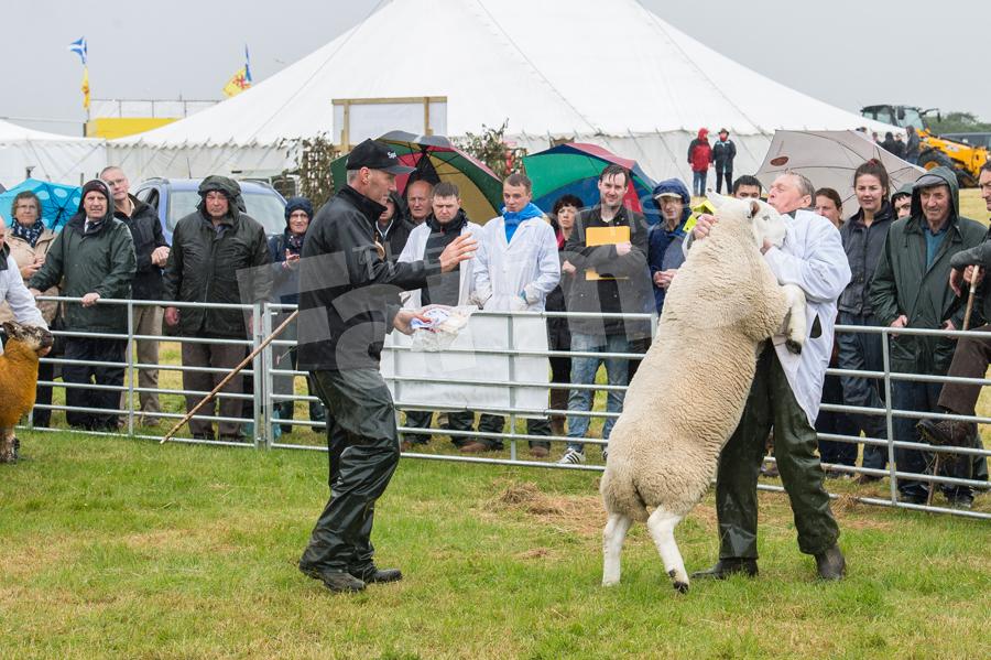 Jumping for joy, the North Country Cheviot shearling ram from James Mackay could not contain his excitement as judge Roderick Runciman goes to  taps him out as inter-breed sheep champion at Caithness show. Ref: RH15717408