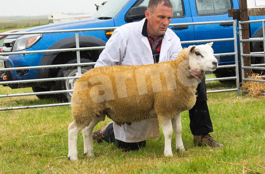 The tup lamb from  Bardnaclavan took the texel and reserve inter-breed sheep championship. Ref: RH15717392
