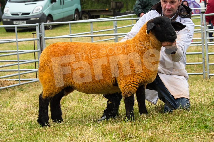 Ewe lamb from Bruce Swanson was Suffolk champion. Ref: RH15717386