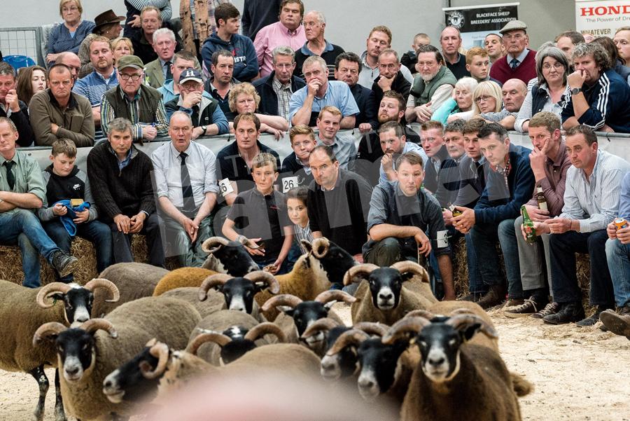 Sea of faces watch on as Allan Wight makes his way through some large classes at the Blaceface National show at Stirling. Ref: RH23717062