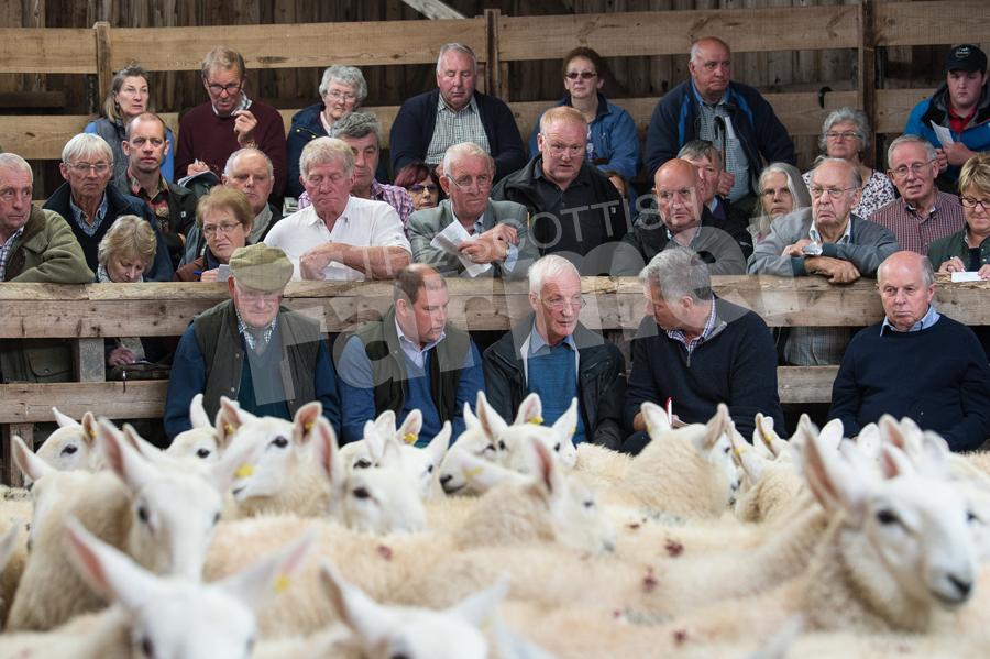 Crowded House as buyers and spectators pack the ringside to watch the sale of North Country Cheviot lambs at Lairg. Ref: RH15817529.