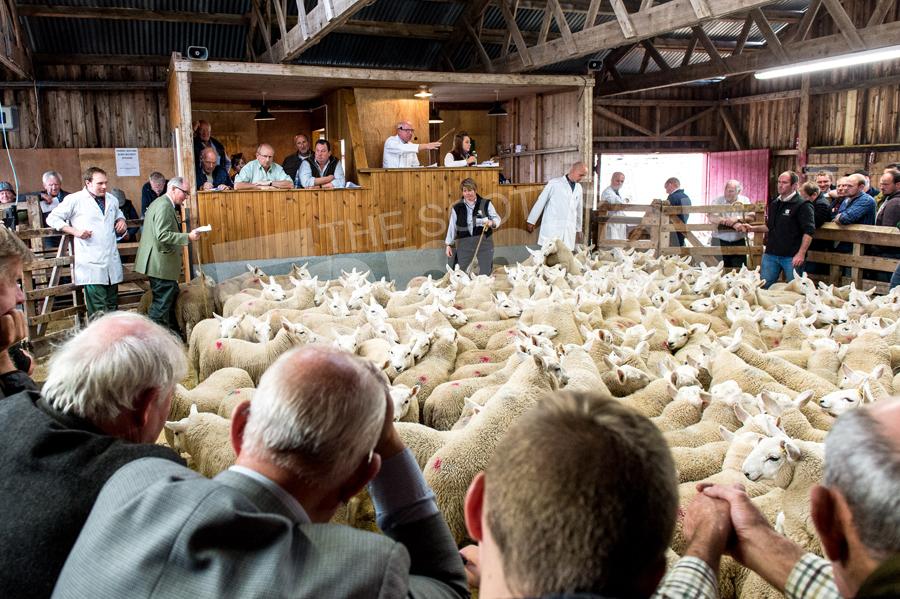 Donald Young selling to a busy ringside the wether lambs from Joyce Campbell's Armadale flock. Ref: RH15817547.